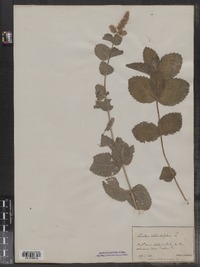 Mentha rotundifolia image
