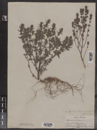 Satureja hortensis image