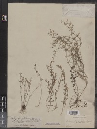 Clinopodium glabellum image