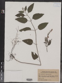Scutellaria canescens image