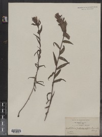 Image of Castilleja occidentalis