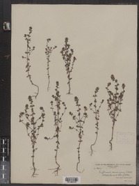 Euphrasia americana image