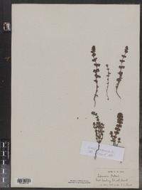 Euphrasia oakesii image