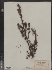 Image of Pedicularis palustris