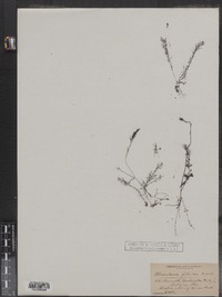 Utricularia striata image