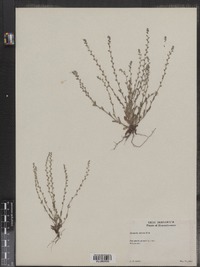 Myosotis stricta image