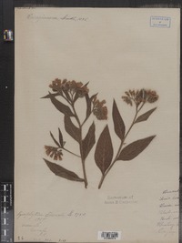 Symphytum officinale image