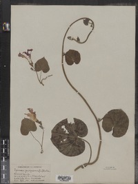 Ipomoea purpurea image