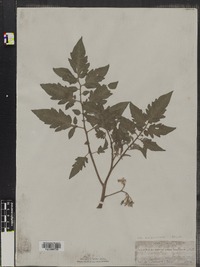 Solanum esculentum image