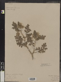 Solanum rostratum image