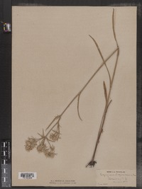 Eryngium aquaticum var. aquaticum image