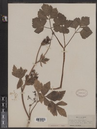 Ligusticum scoticum image
