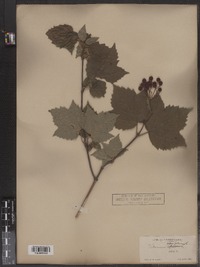 Viburnum acerifolium image