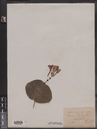 Lonicera ciliosa image