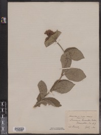 Lonicera hirsuta image