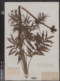 Valeriana officinalis image