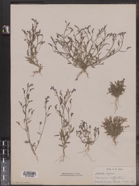 Lobelia erinus image