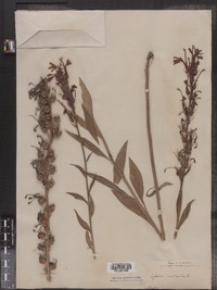 Lobelia cardinalis image