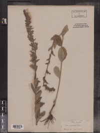 Lobelia puberula image