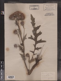 Cirsium muticum image