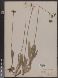 Hieracium pilosella image