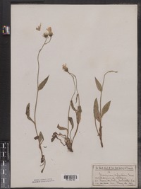 Hieracium lachenalii image