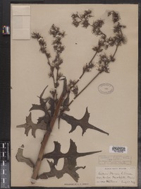 Image of Lactuca morssii