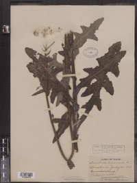 Sonchus arvensis image