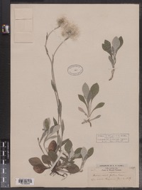 Antennaria parlinii ssp. fallax image