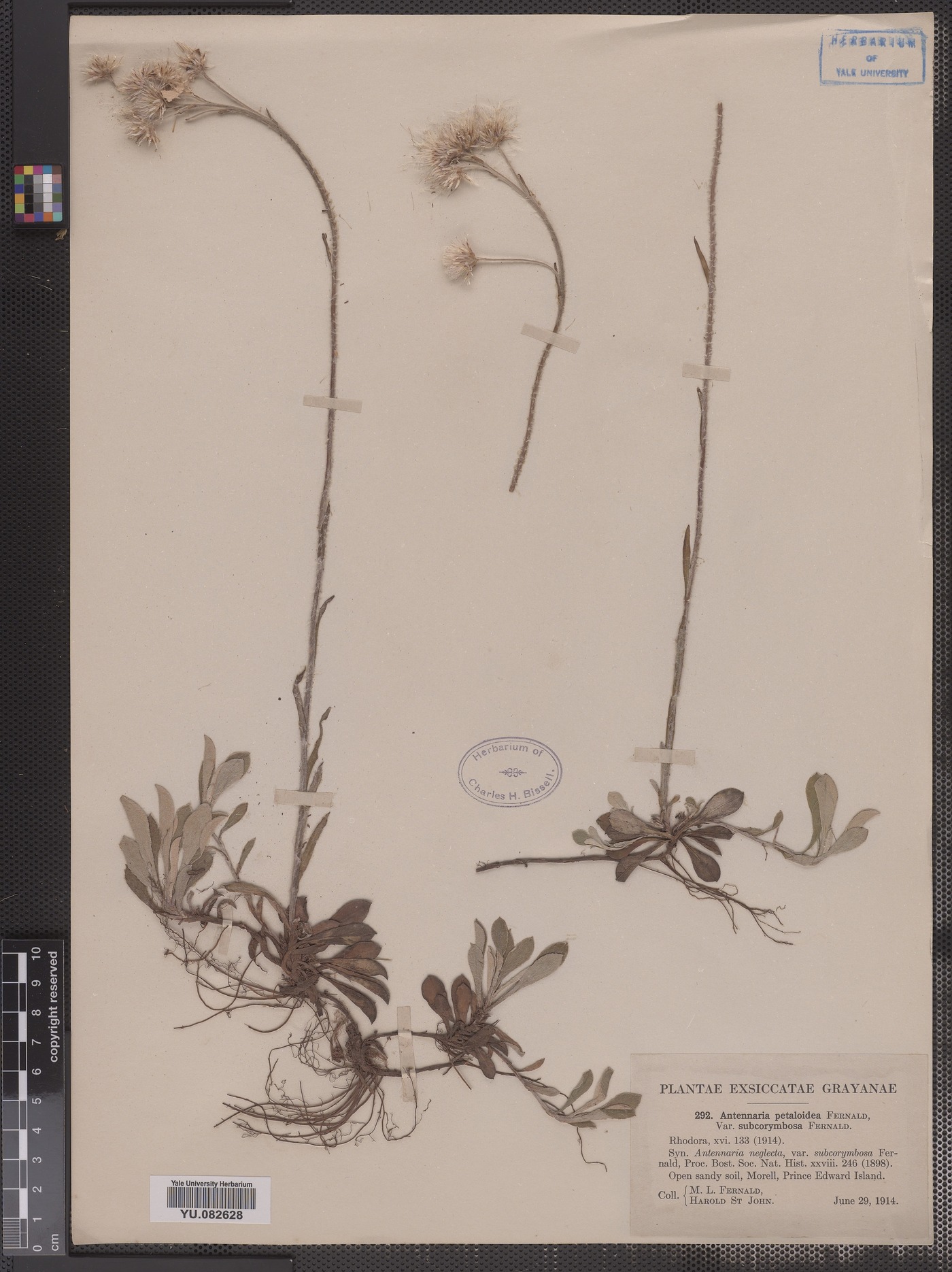 Antennaria howellii ssp. petaloidea image