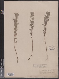 Artemisia pontica image