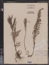 Artemisia campestris var. borealis image
