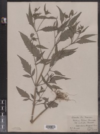 Bidens eatonii image