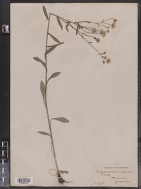 Erigeron strigosus image