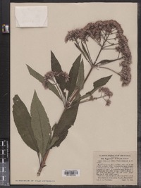 Eupatoriadelphus fistulosus image
