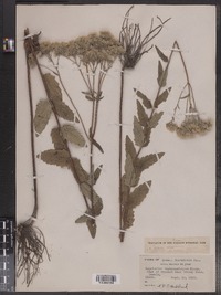 Eupatorium pilosum image