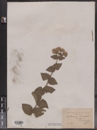 Eupatorium rotundifolium image