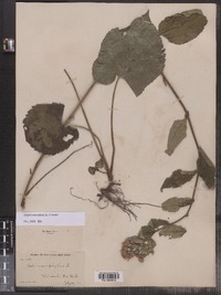 Eurybia macrophylla image