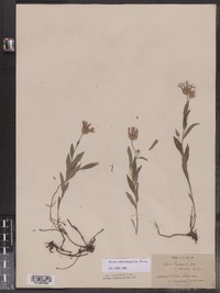 Eurybia radula var. strictus image