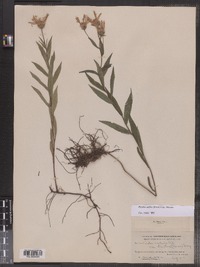Eurybia radula var. strictus image