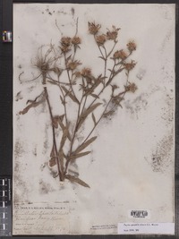 Eurybia spectabilis image