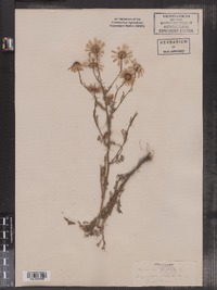 Tripleurospermum perforatum image