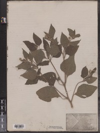 Melanthera nivea image