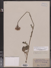 Packera pauciflora image