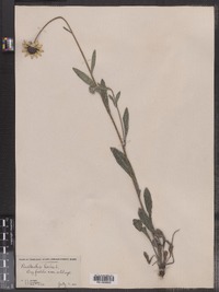 Rudbeckia hirta image