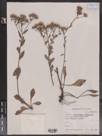 Image of Sericocarpus solidagineus