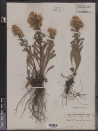 Solidago simplex var. randii image