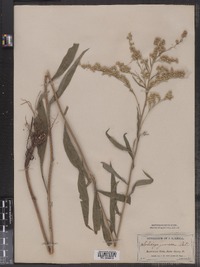 Solidago juncea image