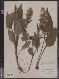 Solidago macrophylla image