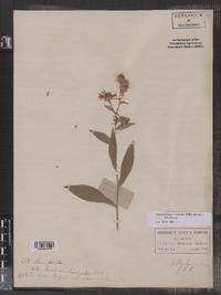 Image of Symphyotrichum ×versicolor